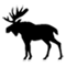 moose